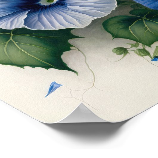 Blue Morning Glory Flowers Art Print Poster (Hoek)