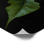 Blue Morning Glory Flowers Art Print Poster (Hoek)