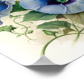 Blue Morning Glory Flowers Art Print Poster (Hoek)