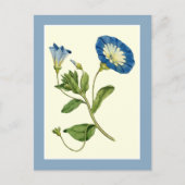Blue Morning Glory Vine Illustration Postcard Briefkaart (Voorkant)