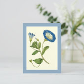 Blue Morning Glory Vine Illustration Postcard Briefkaart (Staand voorkant)