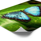 Blue Morph Butterfly Poster (Hoek)