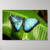 Blue Morph Butterfly Poster (Voorkant)