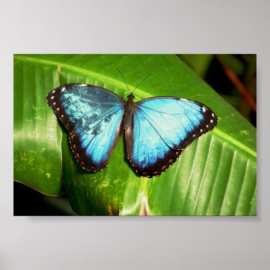 Blue Morph Butterfly Poster (Voorkant)