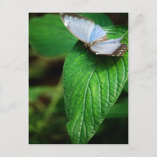 Blue Morpho 112 Briefkaart