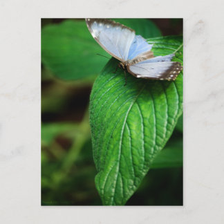 Blue Morpho 112 Briefkaart