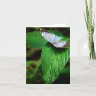 Blue Morpho 112 Kaart