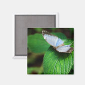 Blue Morpho 112 Magnet (Voorkant / Achterkant)