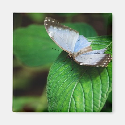 Blue Morpho 112 Magnet (Voorkant)