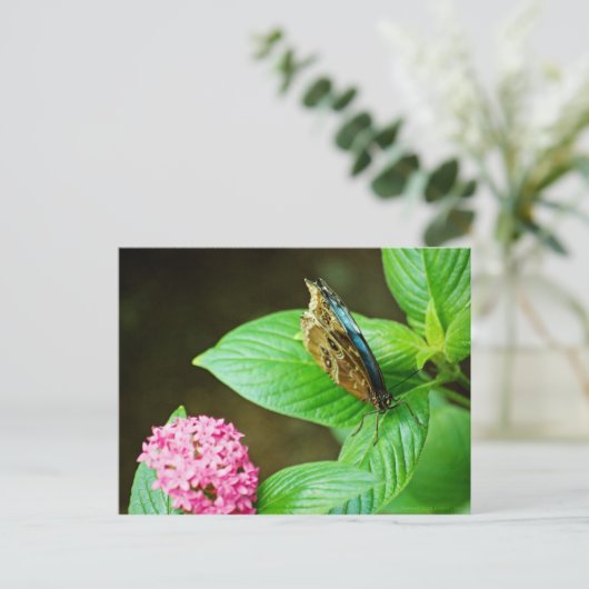 Blue Morpho 143 Briefkaart (Staand voorkant)