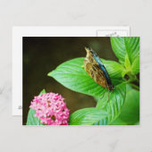 Blue Morpho 143 Briefkaart (Voorkant / Achterkant)