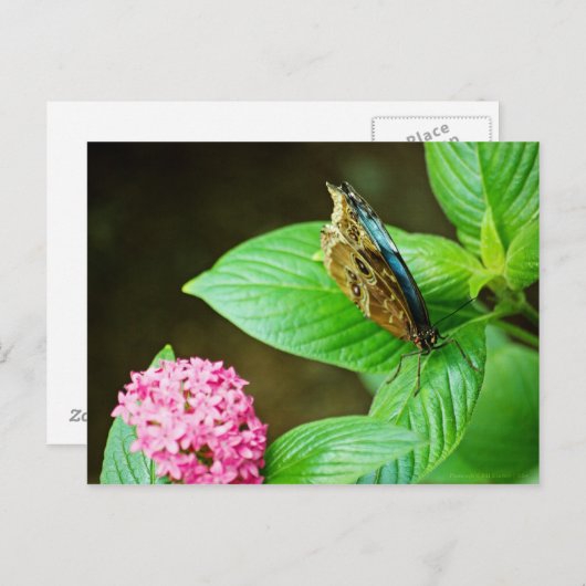 Blue Morpho 143 Briefkaart (Voorkant / Achterkant)