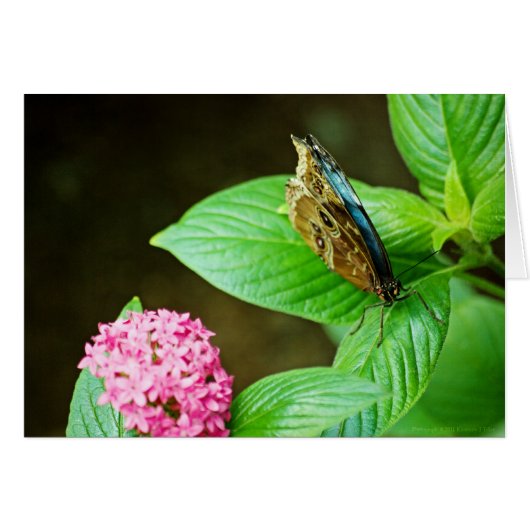 Blue Morpho 143 Kaart (Voorkant Horizontaal)