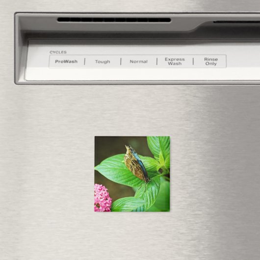 Blue Morpho 143 Magnet (Insitu (Vaatwasser))