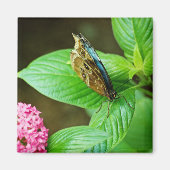 Blue Morpho 143 Magnet (Voorkant)