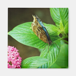 Blue Morpho 143 Magnet