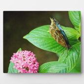 Blue Morpho 143 Plaque Fotoplaat (Voorkant)