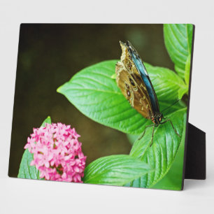 Blue Morpho 143 Plaque Fotoplaat