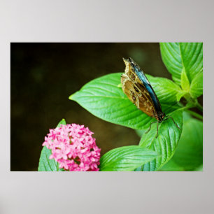 Blue Morpho 143 Print
