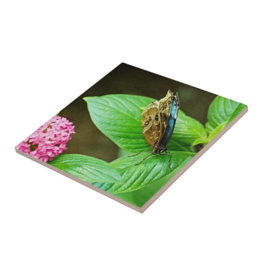 Blue Morpho 143 Tegel Tegeltje (Zijkant)