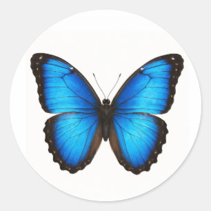 Blue Morpho Brilliance Ronde Sticker