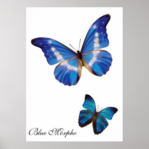 Blue Morpho Butterflies Poster