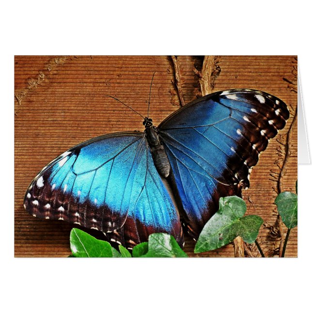 Blue Morpho - Butterfly (Voorkant Horizontaal)