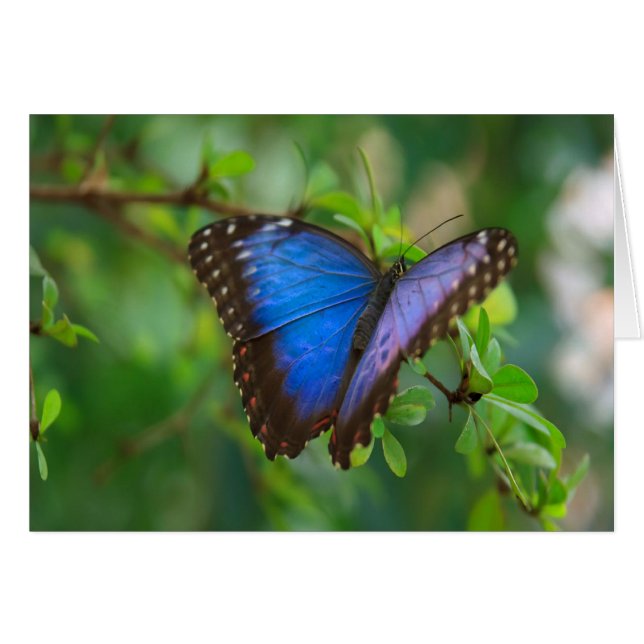 Blue Morpho Butterfly (Voorkant Horizontaal)