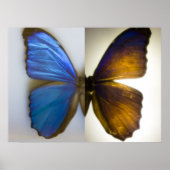 Blue Morpho Butterfly beide zijden Poster (Voorkant)