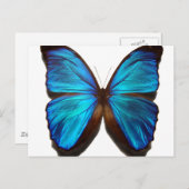 Blue Morpho Butterfly Briefkaart (Voorkant / Achterkant)