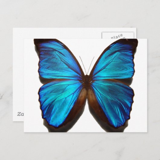 Blue Morpho Butterfly Briefkaart (Voorkant / Achterkant)