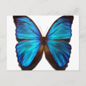 Blue Morpho Butterfly Briefkaart (Voorkant)