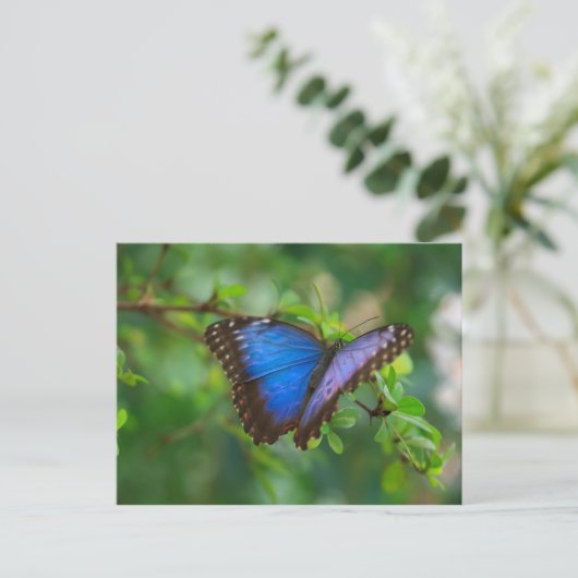 Blue Morpho Butterfly Briefkaart (Staand voorkant)