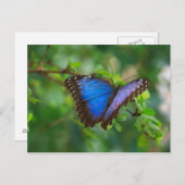 Blue Morpho Butterfly Briefkaart (Voorkant / Achterkant)