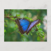Blue Morpho Butterfly Briefkaart (Voorkant)