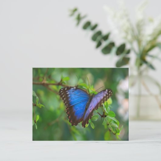 Blue Morpho Butterfly Briefkaart (Staand voorkant)