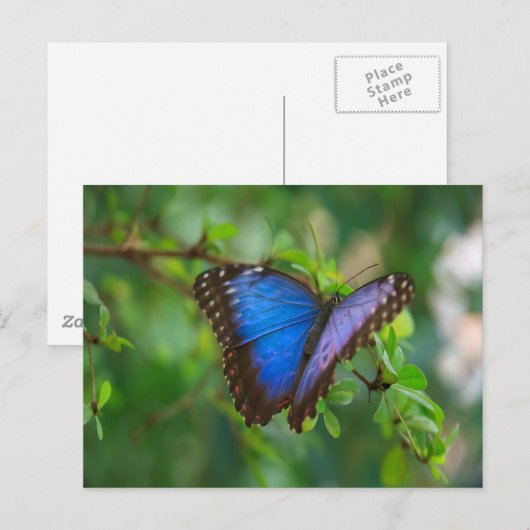 Blue Morpho Butterfly Briefkaart (Voorkant / Achterkant)