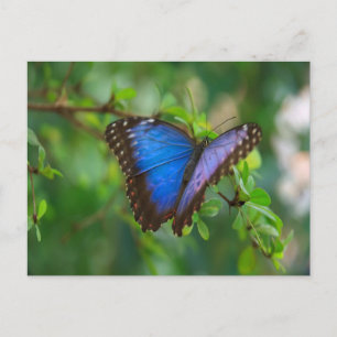 Blue Morpho Butterfly Briefkaart
