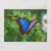 Blue Morpho Butterfly Briefkaart (Voorkant)