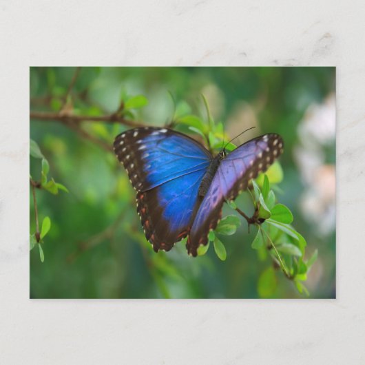 Blue Morpho Butterfly Briefkaart (Voorkant)