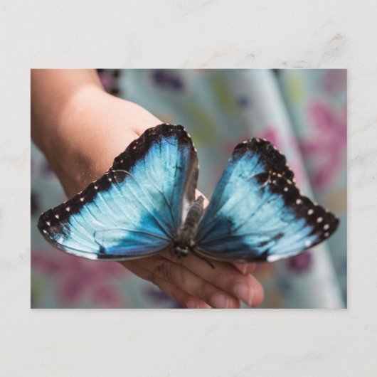 Blue Morpho Butterfly Briefkaart (Voorkant)