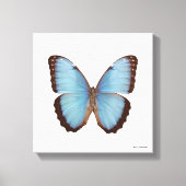 Blue Morpho Butterfly Canvas Afdruk (Voorkant)