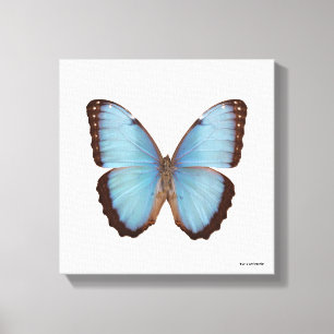 Blue Morpho Butterfly Canvas Afdruk