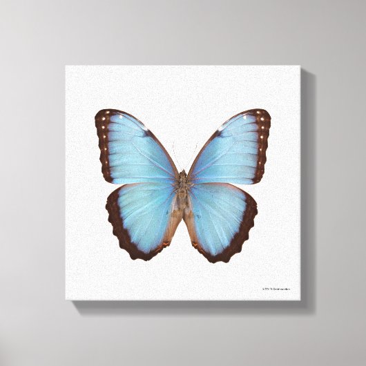 Blue Morpho Butterfly Canvas Afdruk (Voorkant)