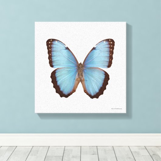 Blue Morpho Butterfly Canvas Afdruk (Insitu (Houten vloer))