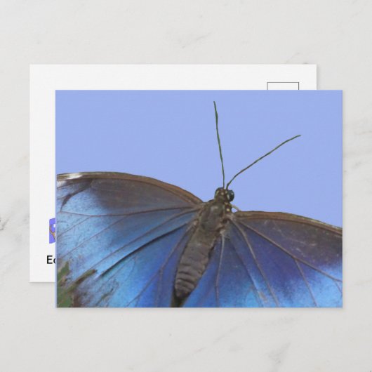 Blue Morpho Butterfly DIY Briefkaart (Voorkant / Achterkant)
