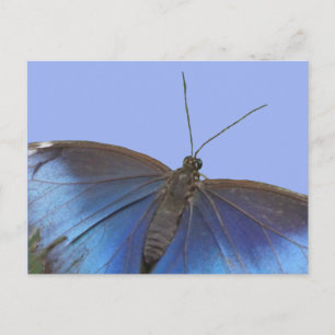 Blue Morpho Butterfly DIY Briefkaart