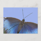 Blue Morpho Butterfly DIY Briefkaart (Voorkant)