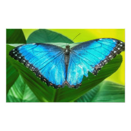 Blue Morpho Butterfly Floral Natuur Art Foto Afdruk