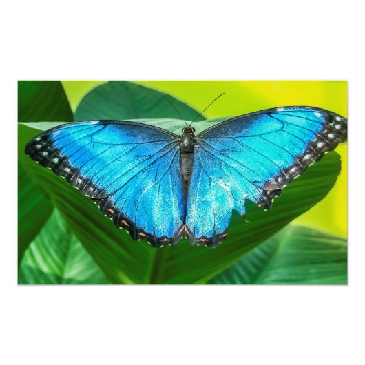 Blue Morpho Butterfly Floral Natuur Art Foto Afdruk (Voorkant)
